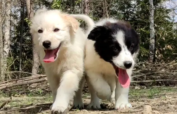 Rasowa suczka XJA ee-red Border Collie z pełną dok. przebada 6