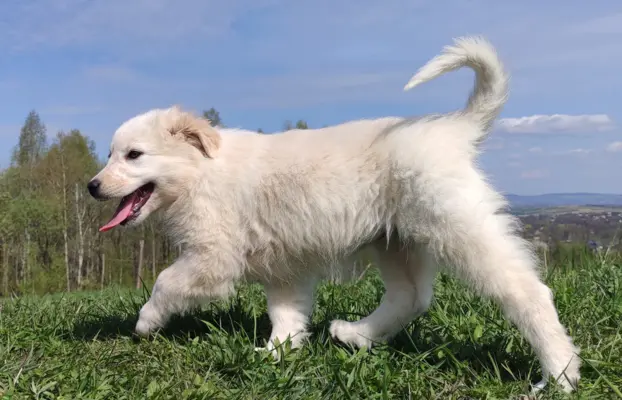 Rasowa suczka XJA ee-red Border Collie z pełną dok. przebada 7