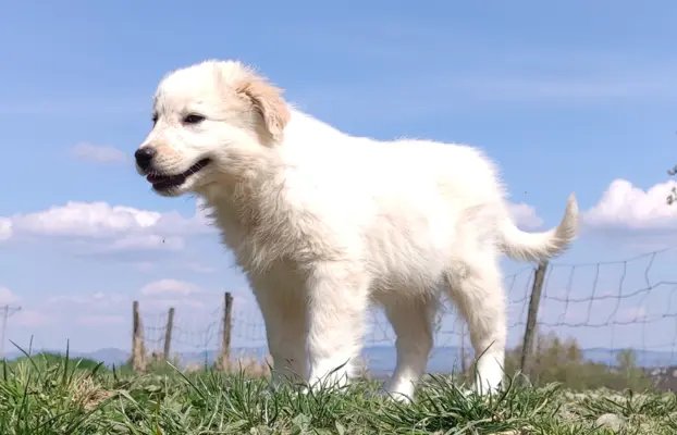 Rasowa suczka XJA ee-red Border Collie z pełną dok. przebada 4