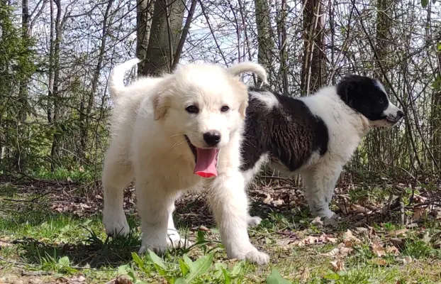 Rasowa suczka XJA ee-red Border Collie z pełną dok. przebada 3