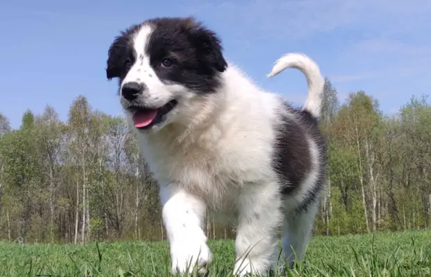 Piękna Rasowa Suczka Border Collie - XINDI z pełną dok. z ho 1