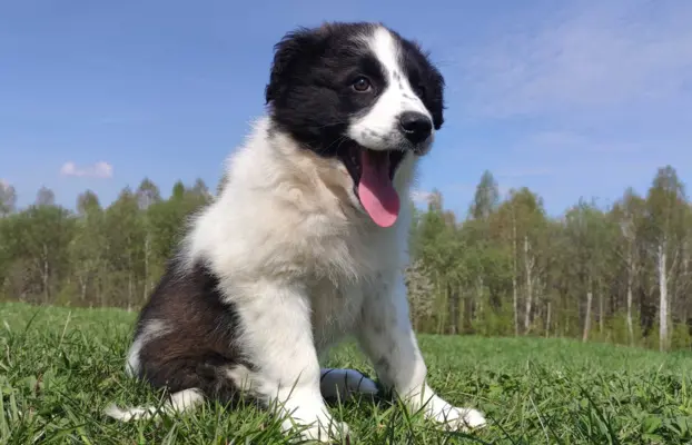 Piękna Rasowa Suczka Border Collie - XINDI z pełną dok. z ho 2