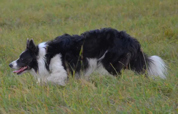 Piękna Rasowa Suczka Border Collie - XINDI z pełną dok. z ho 8