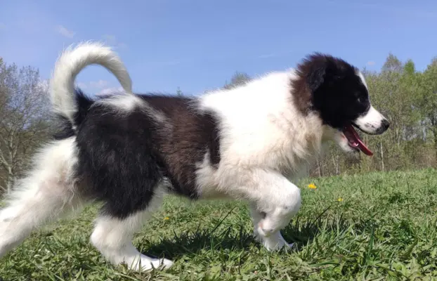 Piękna Rasowa Suczka Border Collie - XINDI z pełną dok. z ho 3