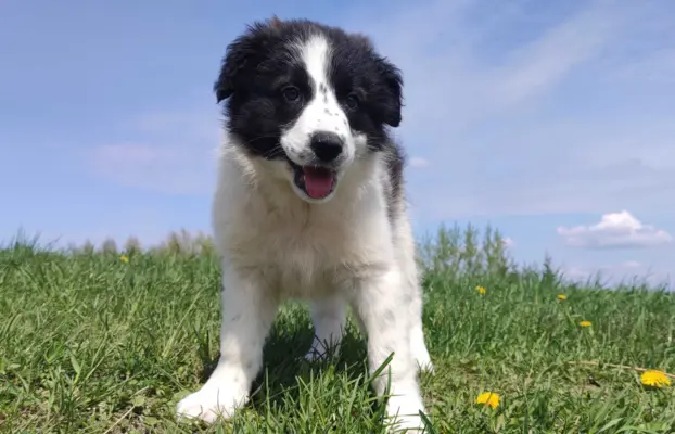 Piękna Rasowa Suczka Border Collie - XINDI z pełną dok. z ho 4
