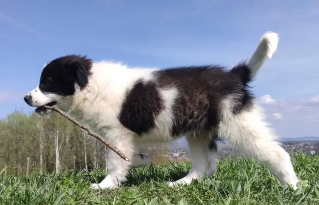 Piękna Rasowa Suczka Border Collie - XINDI z pełną dok. z ho 5