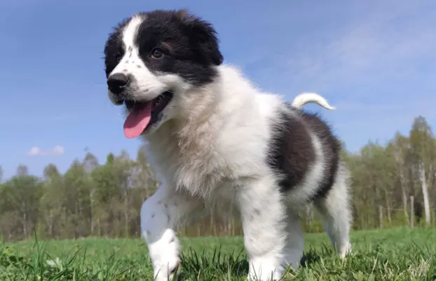 Piękna Rasowa Suczka Border Collie - XINDI z pełną dok. z ho 6