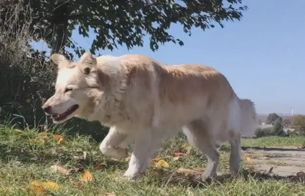 Piękna Rasowa Suczka Border Collie - XINDI z pełną dok. z ho 7
