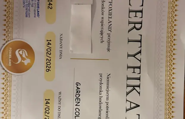 szczeniak owczarek szkocki collie 2