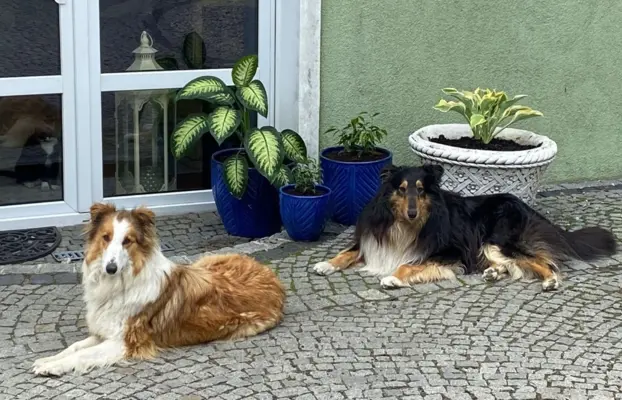 szczeniak owczarek szkocki collie 4