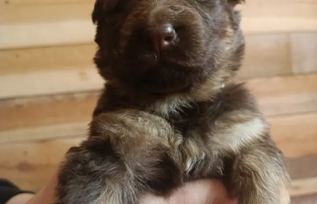 Owczarek Niemiecki Czekoladowy 1