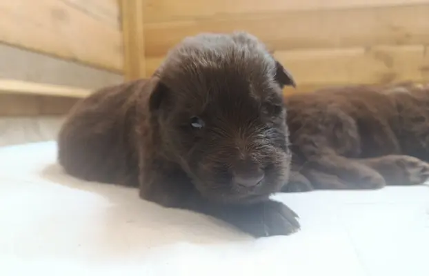 Owczarek Niemiecki Czekoladowy 2