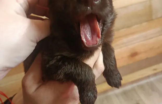 Owczarek Niemiecki Czekoladowy 3