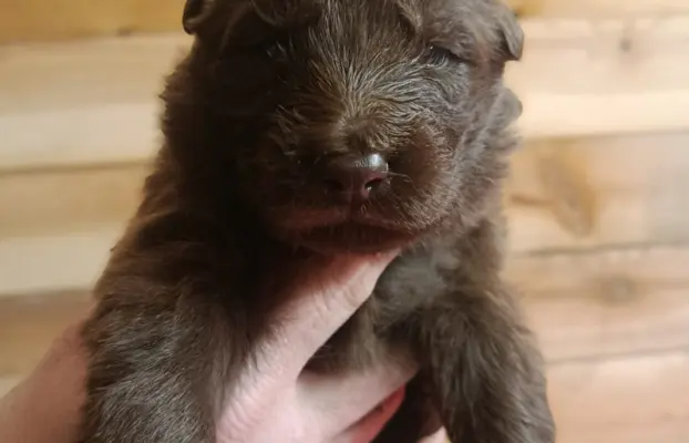 Owczarek Niemiecki Czekoladowy 4