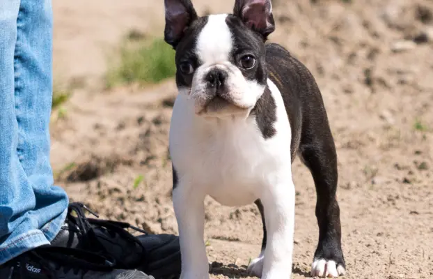 Piesek: Wesoły, dzielny i gotów na nowy dom 1