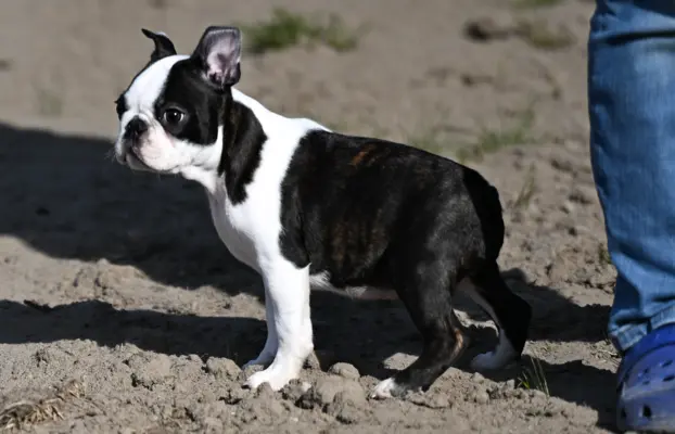 Piesek: Wesoły, dzielny i gotów na nowy dom 2