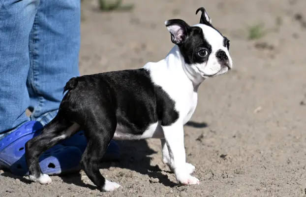 Piesek: Wesoły, dzielny i gotów na nowy dom 3