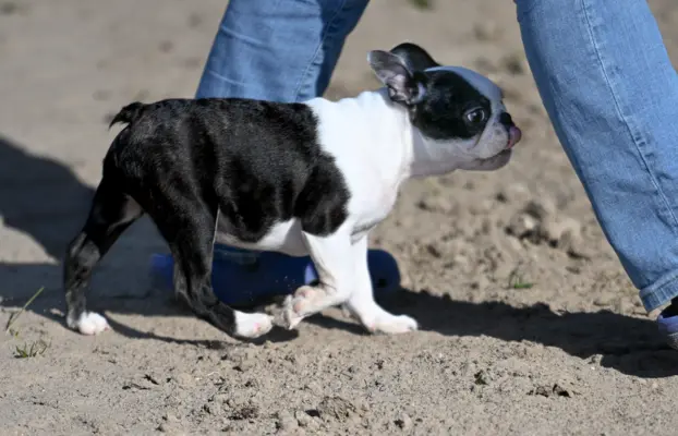 Piesek: Wesoły, dzielny i gotów na nowy dom 4
