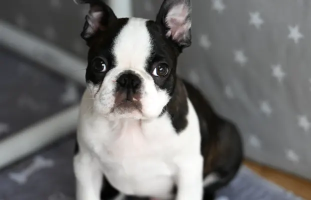 Piesek: Wesoły, dzielny i gotów na nowy dom 5