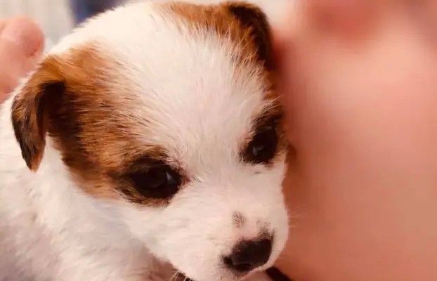 Jack Russell terrier - szczenięta z metrykami ZKwP 1