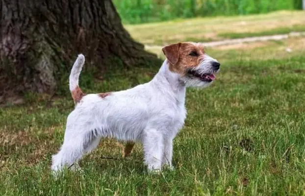 Jack Russell terrier - szczenięta z metrykami ZKwP 2