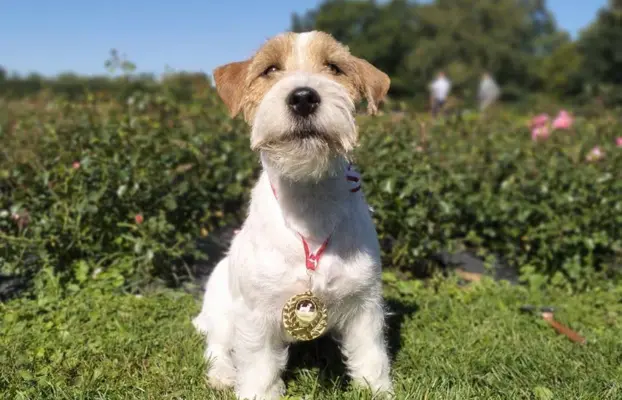 Jack Russell terrier - szczenięta z metrykami ZKwP 3