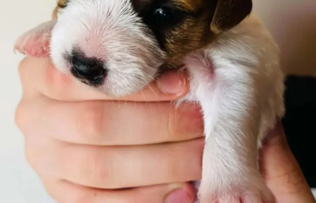 Jack Russell terrier - szczenięta z metrykami ZKwP 4