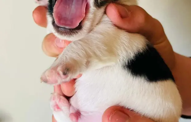 Jack Russell terrier - szczenięta z metrykami ZKwP 5