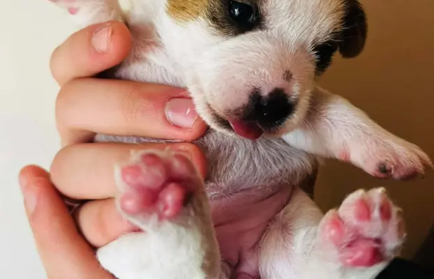 Jack Russell terrier - szczenięta z metrykami ZKwP 6