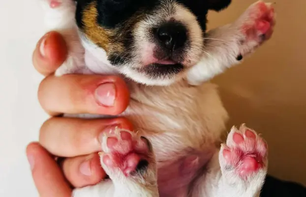 Jack Russell terrier - szczenięta z metrykami ZKwP 7