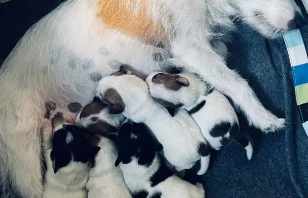 Jack Russell terrier - szczenięta z metrykami ZKwP 8