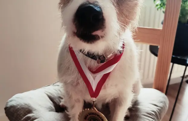 Jack Russell terrier - szczenięta z metrykami ZKwP 9