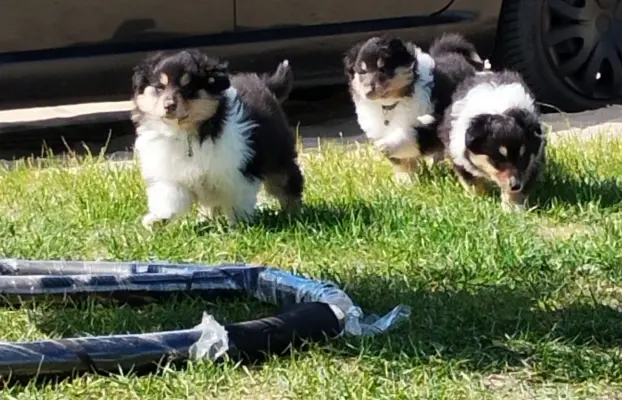 Owczarek szkocki collie długowłosy tricolor szczenięta 1