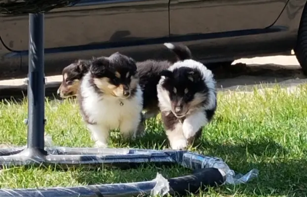 Owczarek szkocki collie długowłosy tricolor szczenięta 2