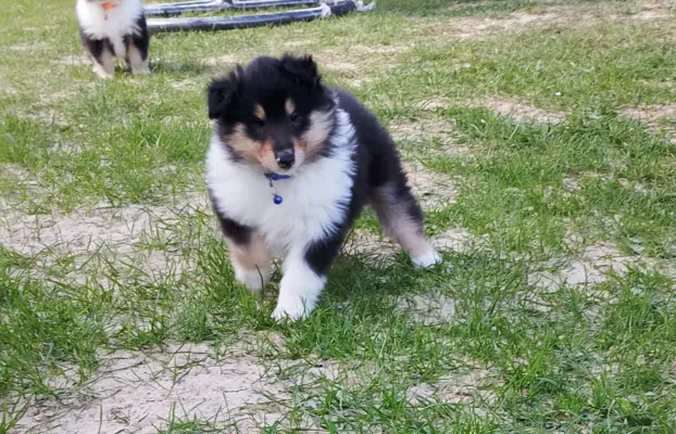 Owczarek szkocki collie długowłosy tricolor szczenięta 3
