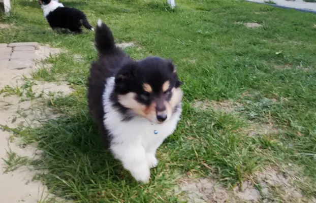 Owczarek szkocki collie długowłosy tricolor szczenięta 4