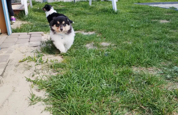 Owczarek szkocki collie długowłosy tricolor szczenięta 5