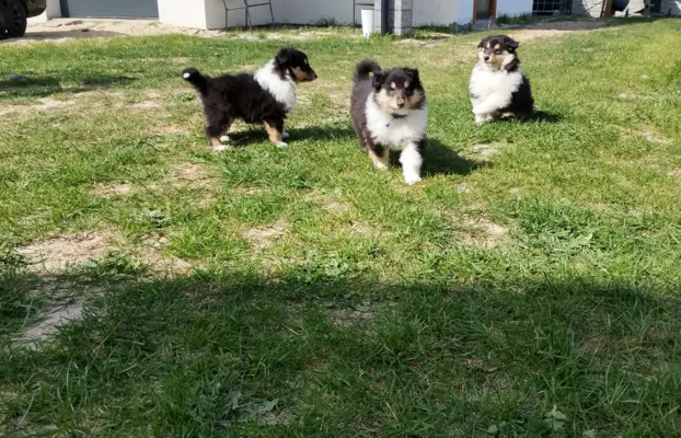 Owczarek szkocki collie długowłosy tricolor szczenięta 6