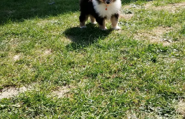 Owczarek szkocki collie długowłosy tricolor szczenięta 7