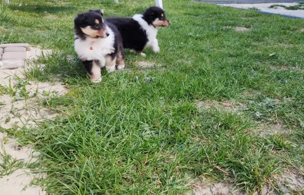 Owczarek szkocki collie długowłosy tricolor szczenięta 8