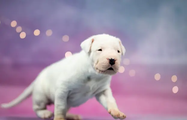 Szczenięta Dog Argentynski 2