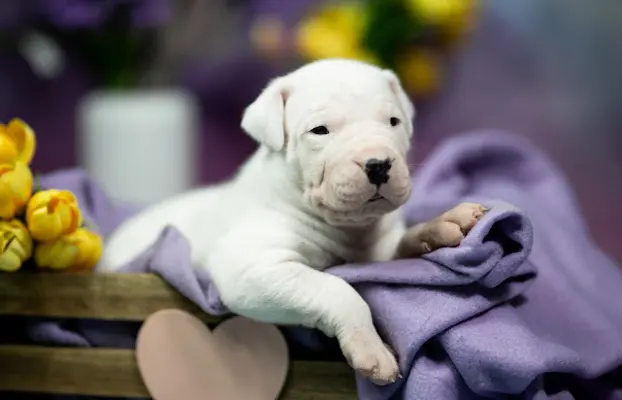 Szczenięta Dog Argentynski 3