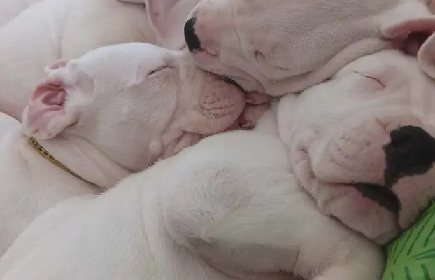 Szczenięta Dog Argentynski 5