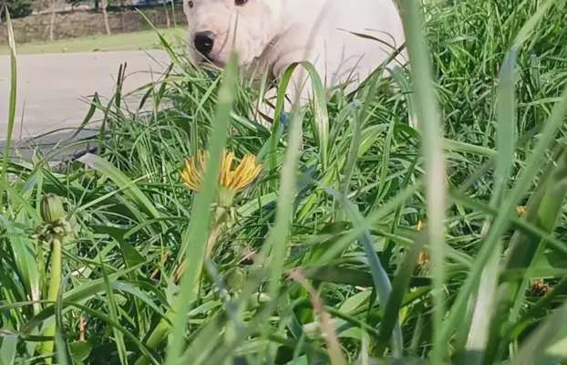 Szczenięta Dog Argentynski 6