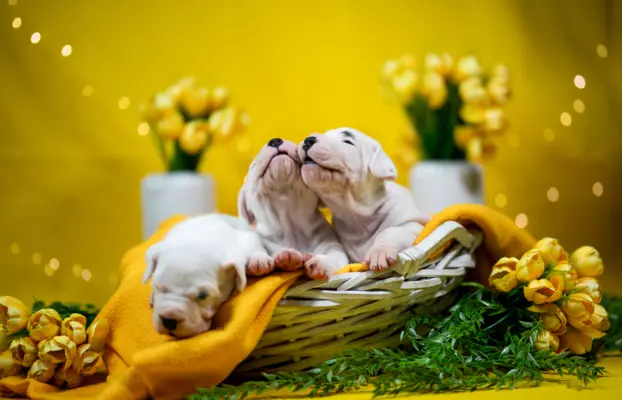 Szczenięta Dog Argentynski 1