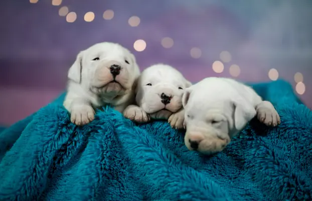 Szczenięta Dog Argentynski 4