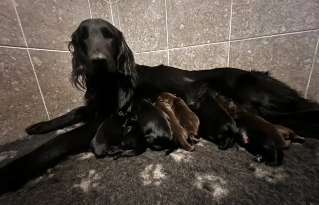 Flat Coated Retriever FCI 1