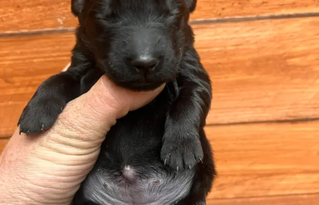 Flat Coated Retriever FCI 2