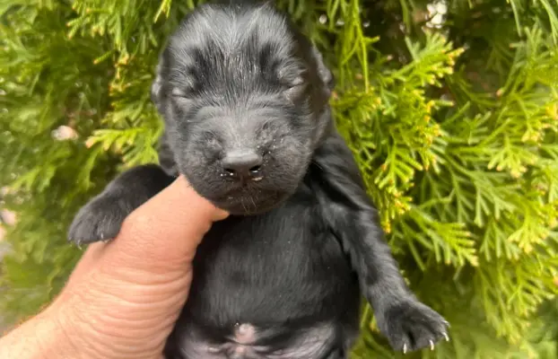 Flat Coated Retriever FCI 3