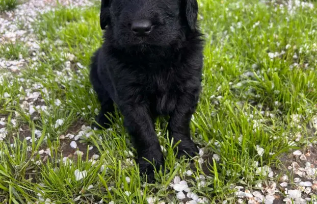 Flat Coated Retriever FCI 4